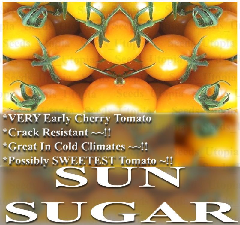 Tomato Seeds   SUNSUGAR SUN SUGAR ~ SWEETEST TOMATO ??  