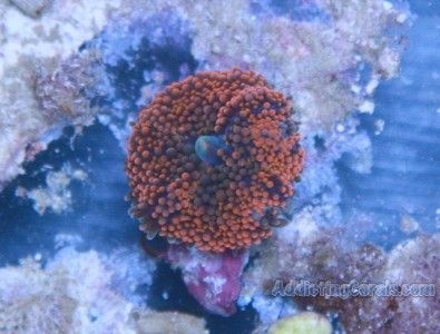 AC LIVE CORAL WYSIWYG 1 polyp flordia ricordia orange mushroom  