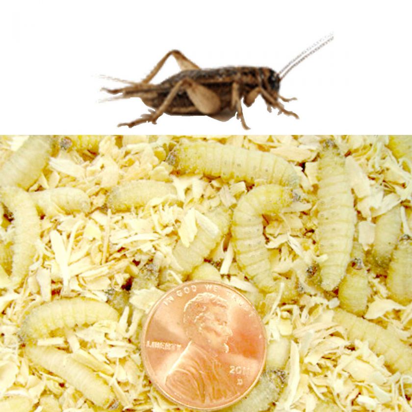 250ct Wax Worms with 500ct Crickets COMBO Any Size ( 