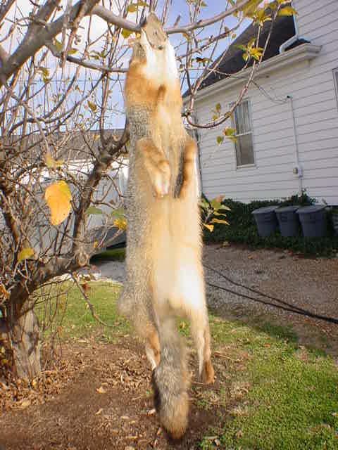 Grey fox pelt tanned/dressed wild fur taxidermy/furs  