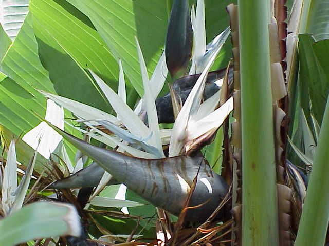 Bird of Paradise Three Plant Collection  