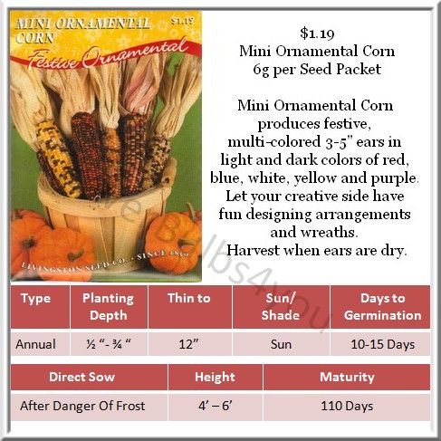 Corn / Ornamental Corn Seeds Different Varieties  