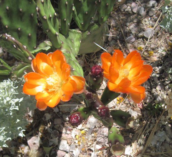 Opuntia paraguayensis Compact Dark Green Orange Flowers  