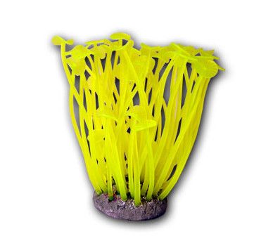 AQUARIUM CORAL Palythoa Sp small Yellow (27156)  