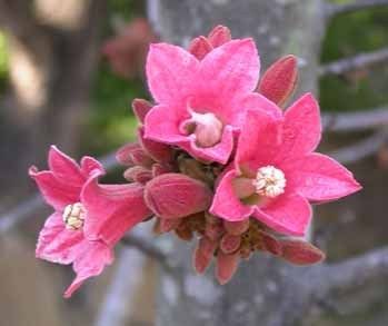 Qld Lacebark (Brachychiton discolor)   15 Seed  