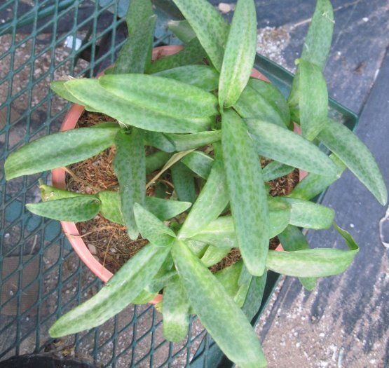 Ledebouria socialis Remarkable Spotted Leaf Bulb Succ  