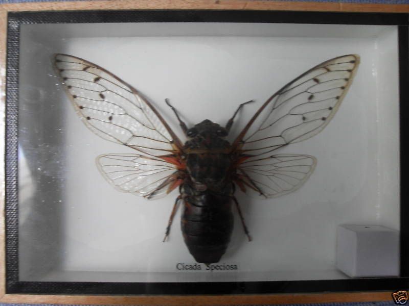 CICADA SPECIOSA BIG BEETLE TAXIDERMY INSECT  