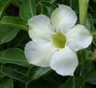 Adenium Asian Star Seeds~Rare Desert Rose  