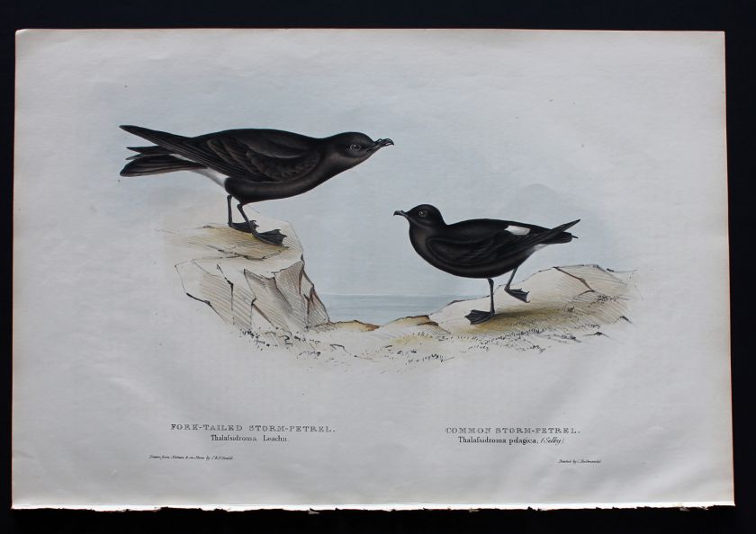 Click Here To View Audubon UK Current  Gallery Previews