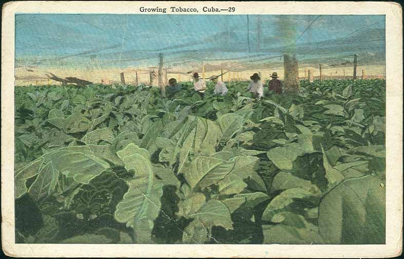 CUBA RARE BEAUTY GROWING TOBACCO OLD POSTCARD LOOK  