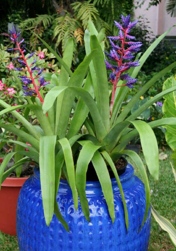 BROMELIAD* Aechmea BLUE TANGO & PUP Electric Blue  