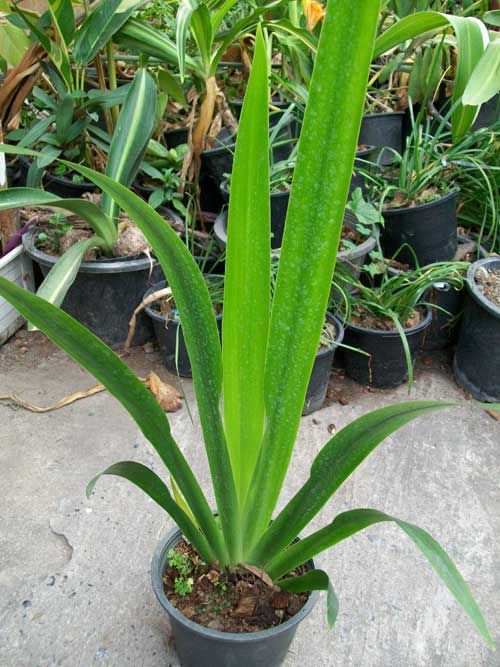 Plant NEOMARICA GRACILIS WALKING IRIS +Phyto Cert #  