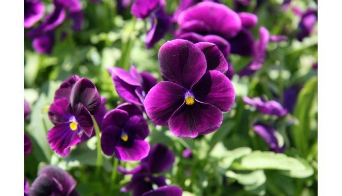 Viola Cornuta Admiration seeds F 196  