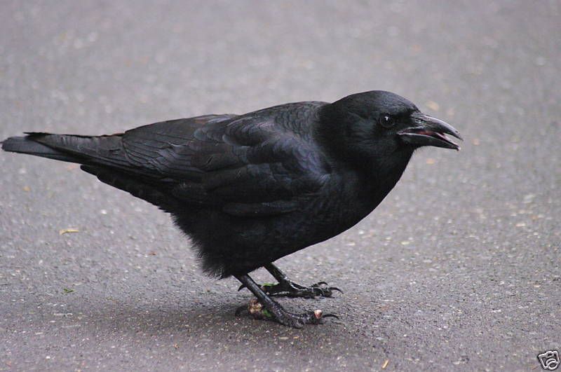 Crow Taxidermy Reference Photo Cd  