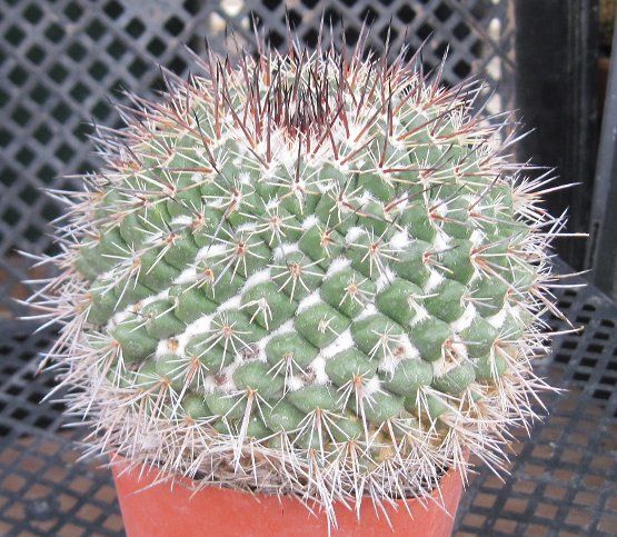 Mammillaria hertrichiana Spiraled Blue Tubercles White Fur Long Spines 