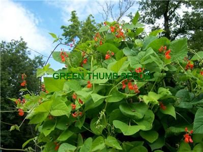 Scarlet Runner Bean, Heirloom, 20 FRESH SEEDS (V0061)  