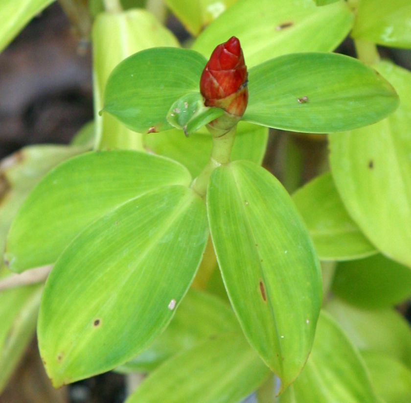 Red Dwarf Ginger French Kiss (Costus Woodsonii)  