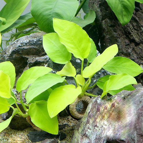 Anubias barteri var. nana Golden 5   Live plant moss  