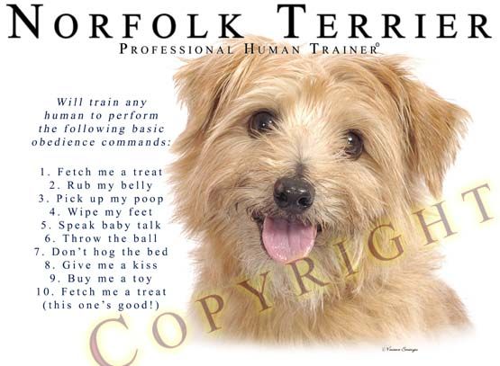 Norfolk Terrier Trainer T Shirt   S 3XL  