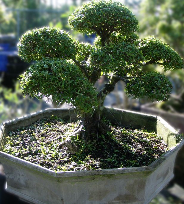 Willow Leaf Ficus Bonsai Tree 30 Tall Large Specimen  