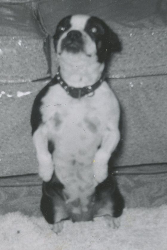 VINTAGE BOSTON TERRIER DOG TRICKS MIDMODERN COUCH PHOTO NR  